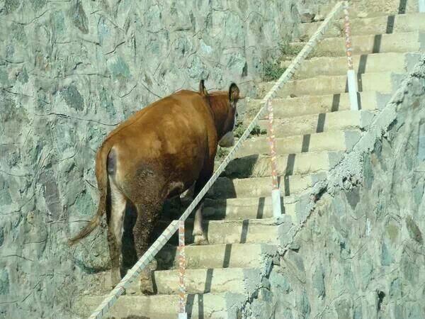 흔한 두바이의 버려진 차 | 인스티즈