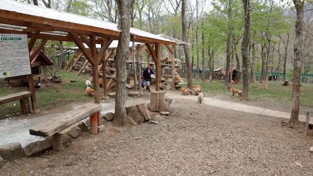 일본 여우 마을 | 인스티즈