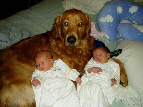 개와 아기를 함께 키우면 안되는 이유 | 인스티즈