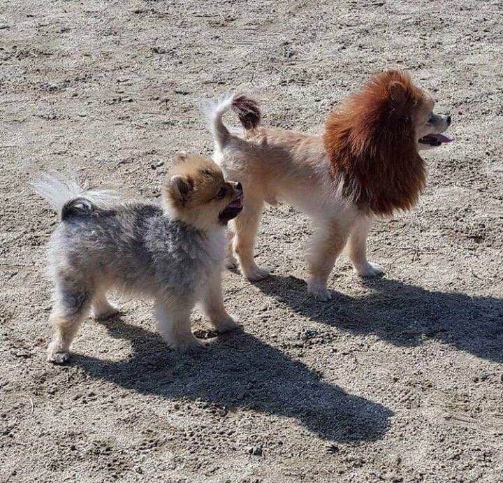 포메리안 일진 컷 | 인스티즈