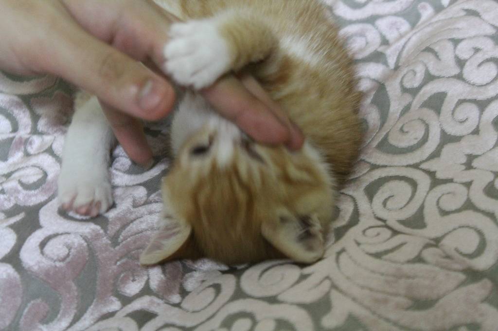 호냥호냥한 하루.제 4탄 | 인스티즈