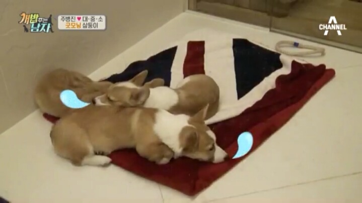 [개밥주는남자] 웰시코기 삼둥이 대중소의 일상.jpg | 인스티즈