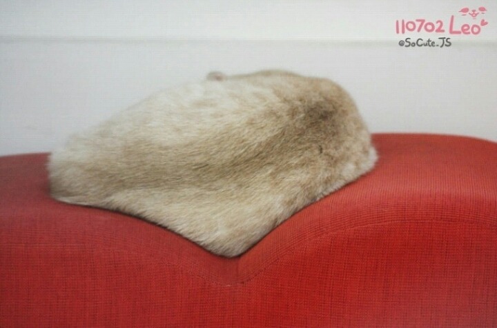 짱덕미 터지는 시아준수 고양이.jpg | 인스티즈