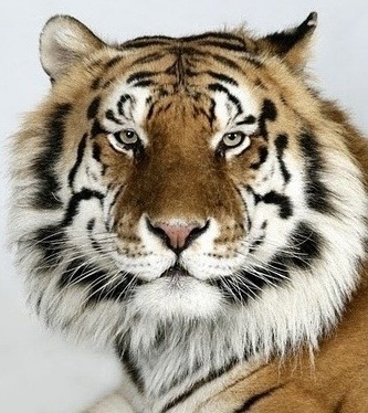 호랑이 증명 사진 | 인스티즈