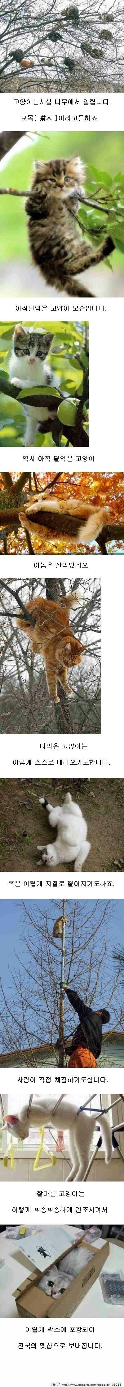고양이의 진실.jpg | 인스티즈