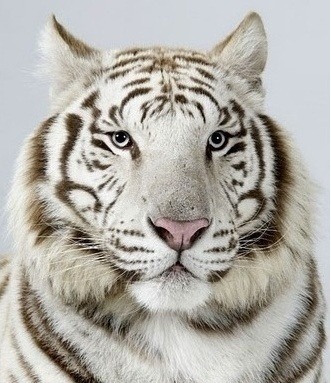 호랑이 증명 사진 | 인스티즈