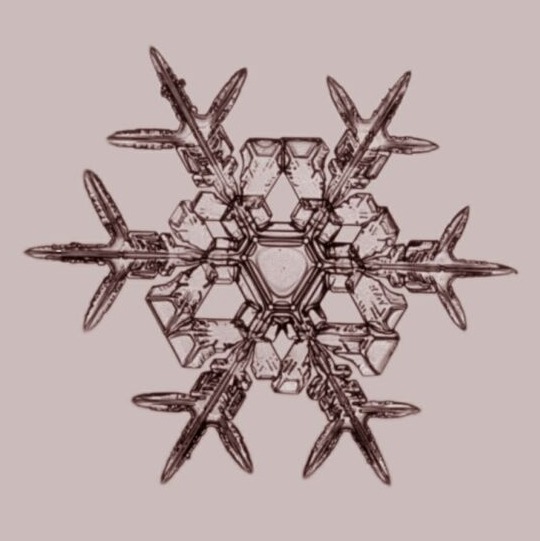 자연의 신비 - 눈결정 | 인스티즈