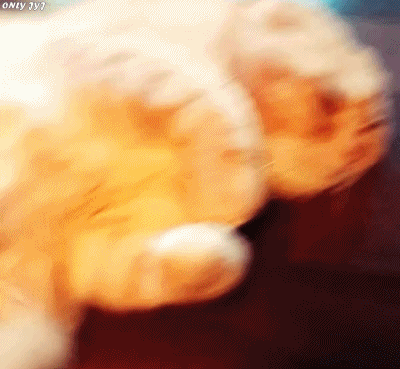 짱덕미 터지는 시아준수 고양이.jpg | 인스티즈