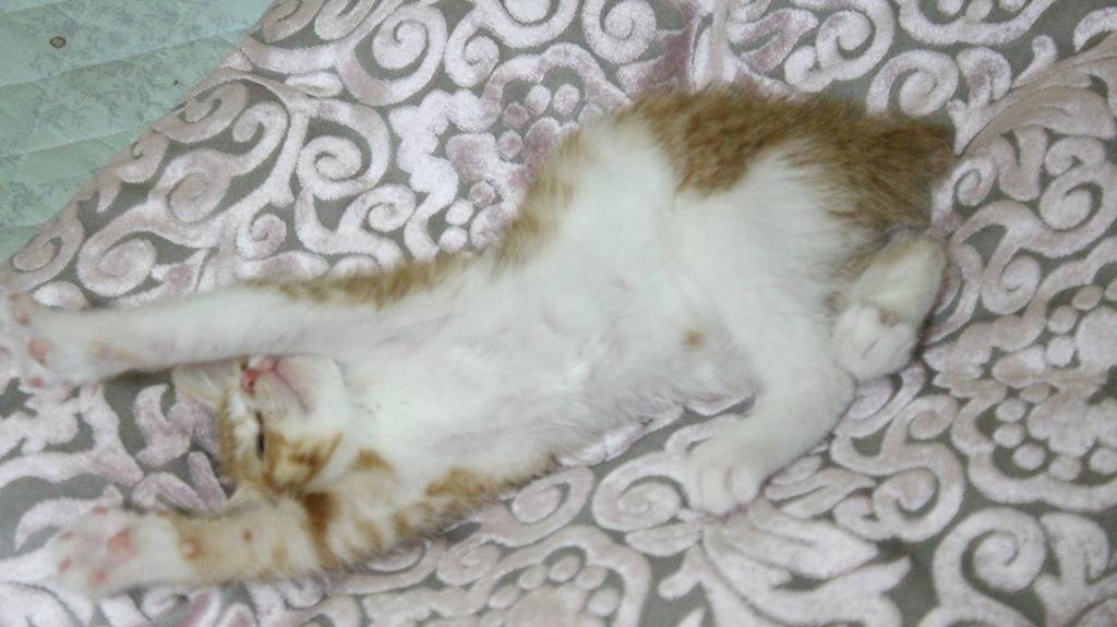 호냥호냥한 하루.제 4탄 | 인스티즈