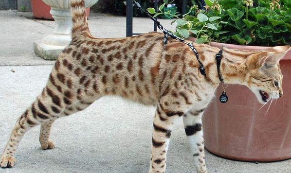 세상에서 가장 크고 비싼 고양이 중 하나인 사바나 고양이에 대하여 | 인스티즈