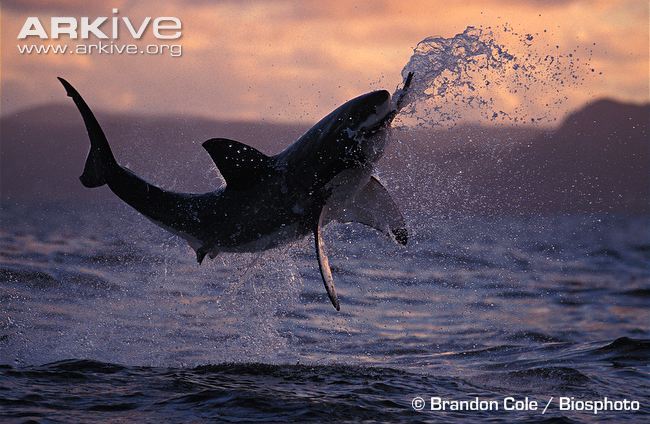 사냥하는 백상아리 | 인스티즈