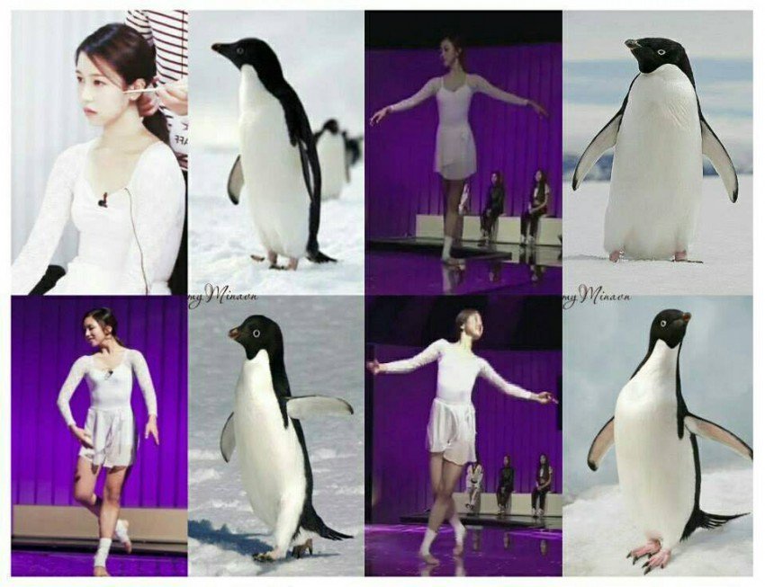 [트와이스] 펭귄 미나 | 인스티즈