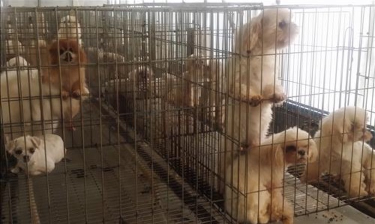 반려동물 입양원하는 쭉녀들!!!!! 강아지키우고잇는 사람도 봐줘 | 인스티즈