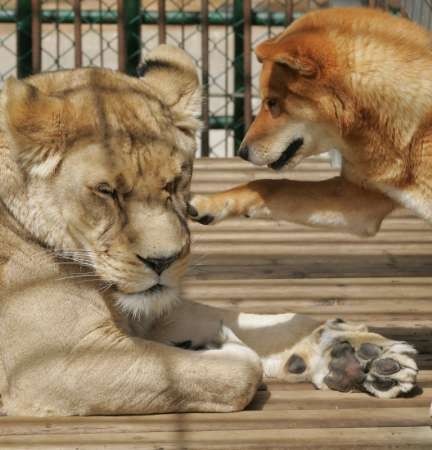 견종 이야기 - 진돗개 | 인스티즈