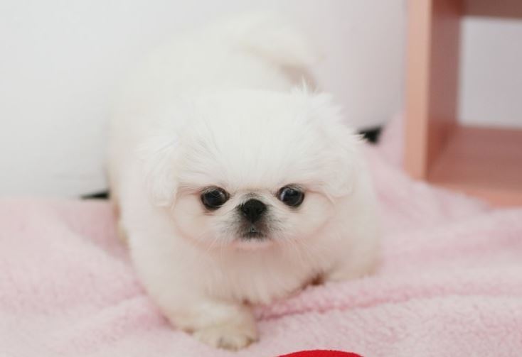 견종 이야기 - 페키니즈 | 인스티즈