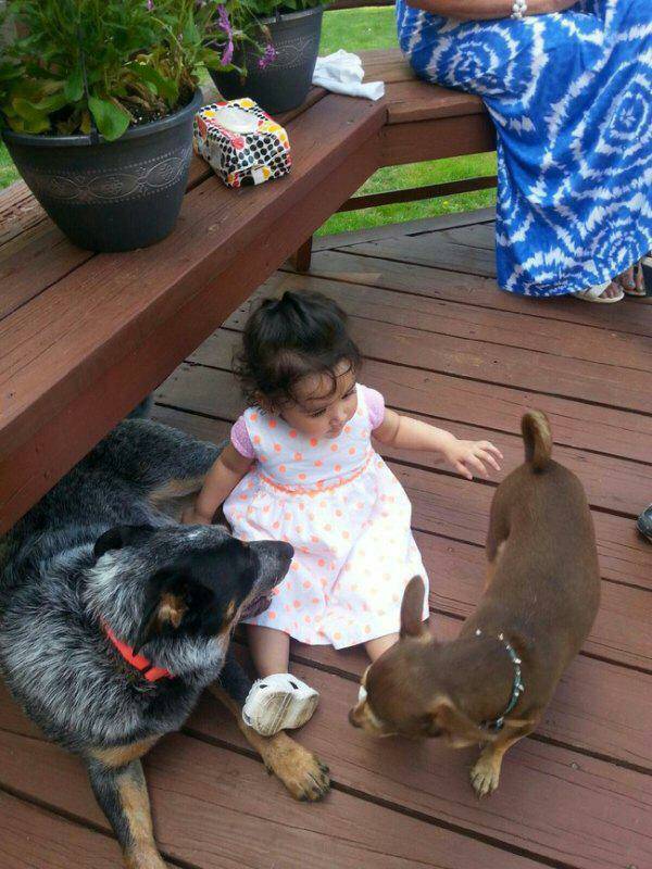 개와 아기를 함께 키우면 안되는 이유 | 인스티즈