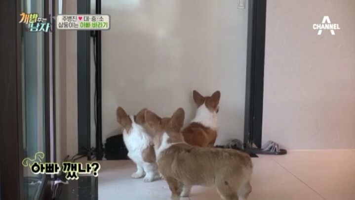 [개밥주는남자] 웰시코기 삼둥이 대중소의 일상.jpg | 인스티즈