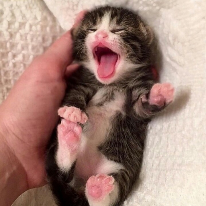 하품하는 고양이.jpg | 인스티즈