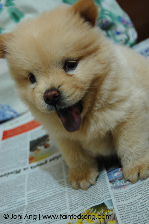 각 나라를 대표하는 국견(개)들 [삐쥐유/귀여움주의] | 인스티즈