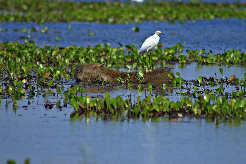 세상에서 가장 착한 동물 카피바라 | 인스티즈