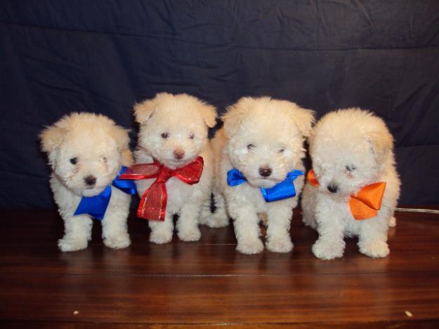 각 나라를 대표하는 국견(개)들 [삐쥐유/귀여움주의] | 인스티즈