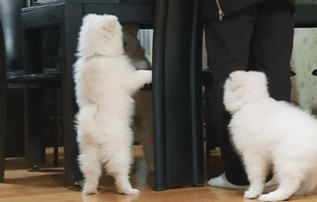 [마리와나] 아파트 뿌시고 싶게 귀여운 사모예드 4남매.gif | 인스티즈