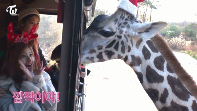 [트와이스] 트와이스 비글미 모음1 | 인스티즈