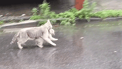 어미고양이와 새끼고양이 | 인스티즈