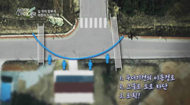 [세상에이런일이] 도로위에 망부석이 되서 주인을 기다리는 강아지.jpg | 인스티즈