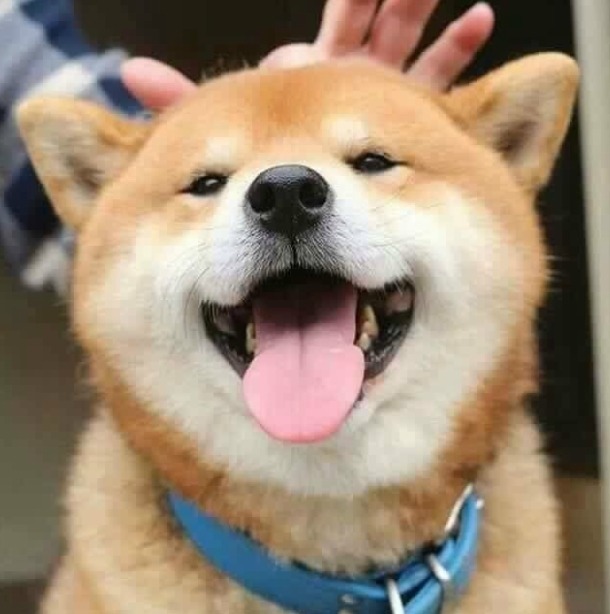 견종 이야기 - 시바견 | 인스티즈