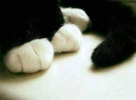 만지고 싶은 찹쌀떡 | 인스티즈