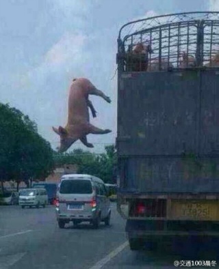 [돼지] 돼지인듯 돼지아닌 돼지같은 돼지 | 인스티즈