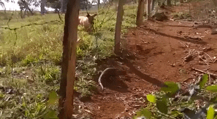 짖지 말걸 그랬어 | 인스티즈