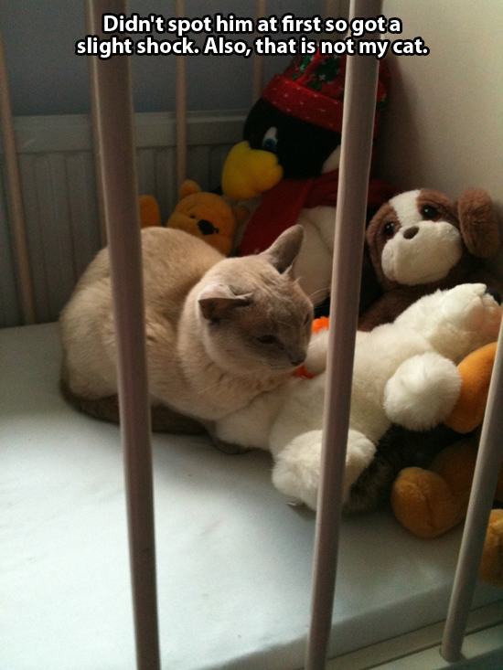 내 고양이 아님 | 인스티즈