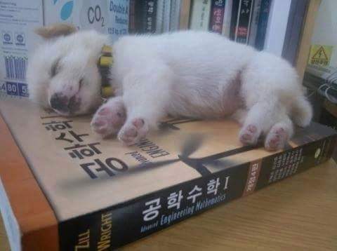 아무데서나 잘 자는 공대생 강아지 | 인스티즈