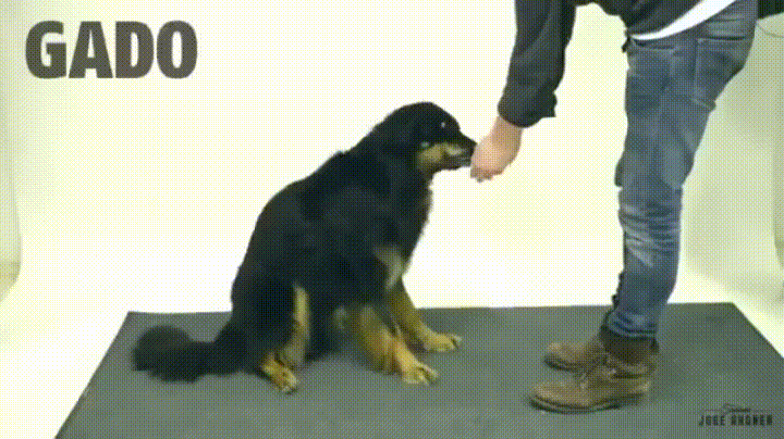 마술을 본 멍멍이들 반응..gif | 인스티즈