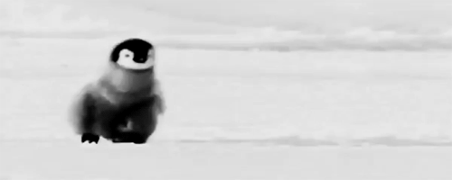 새끼 펭귄들.jpgif | 인스티즈