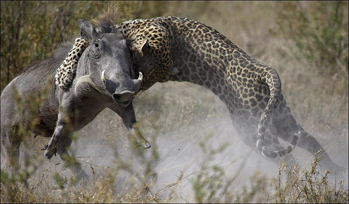 아프리카 대륙에서 고기만 먹고 사는 놈들 | 인스티즈