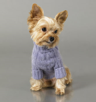 견종 이야기 - 요크셔 테리어 | 인스티즈