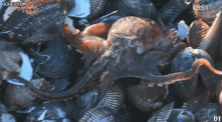 한국인의 밥상 - 인생이 허기질 때 장도로 가라 | 인스티즈