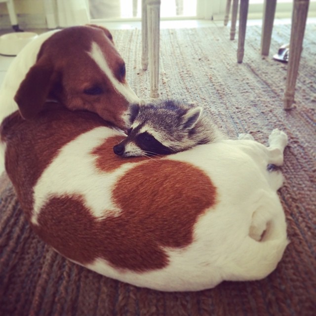 집에서 키우는 라쿤 | 인스티즈