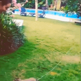 동물들도 좋아하는 여자 가슴.gif | 인스티즈