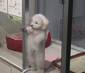 춤추는 강아지.gif | 인스티즈