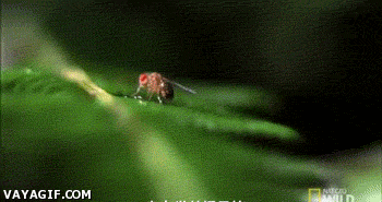 여러 생물들이 사냥하는 장면.gif (혐오주의) | 인스티즈