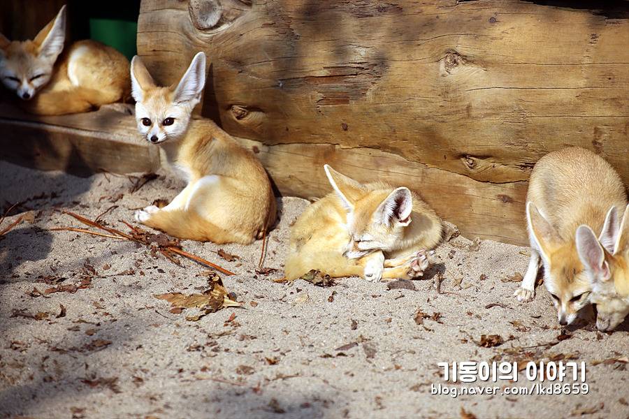 에버랜드 사막여우 스페셜 | 인스티즈