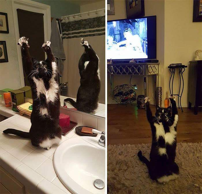 주인도 왜 그러는지 모르는 고양이 행동 | 인스티즈