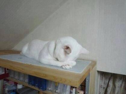 고양이가 잘때 눈가리는 이유 | 인스티즈