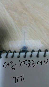 시룸) 바퀴벌레 잡는법 | 인스티즈