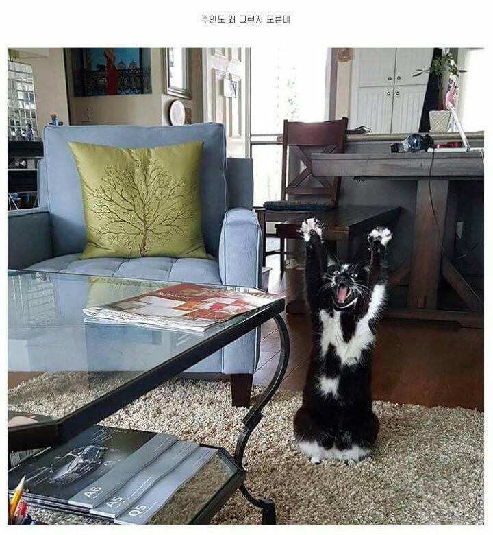 주인도 왜 그러는지 모르는 고양이 행동 | 인스티즈