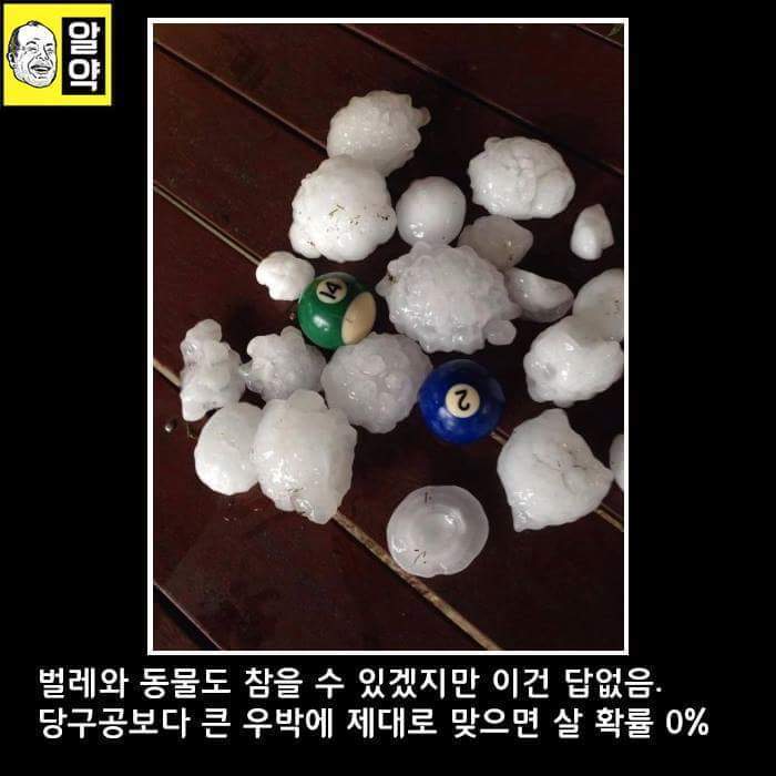 혐오주의) 호주의 위엄 | 인스티즈